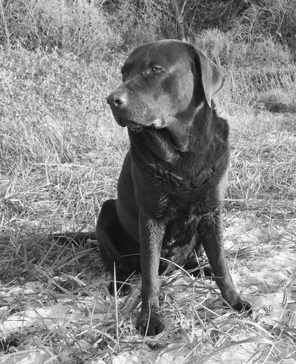 Therapiehund Paul bei Christian Fink Logopädie in Niebüll und Sörup